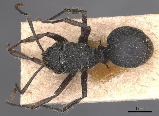 Polyrhachis platyomma specimen