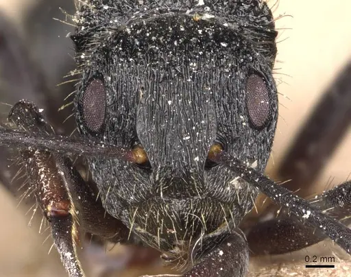Polyrhachis platyomma specimen