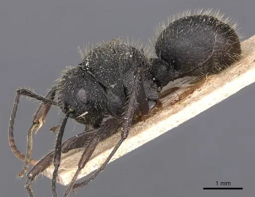 Polyrhachis platyomma specimen