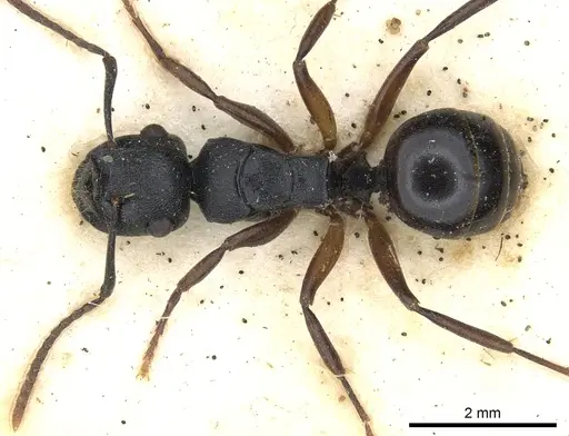 Polyrhachis polymnia specimen