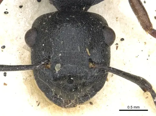 Polyrhachis polymnia specimen