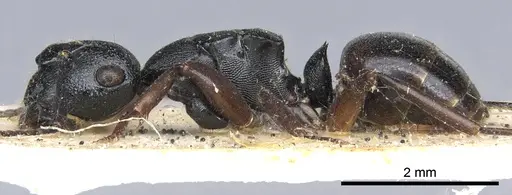 Polyrhachis polymnia specimen