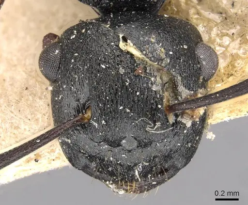 Polyrhachis polymnia - CASENT0910413