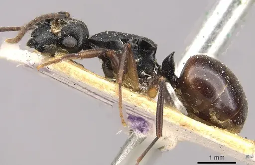 Polyrhachis polymnia - CASENT0910413