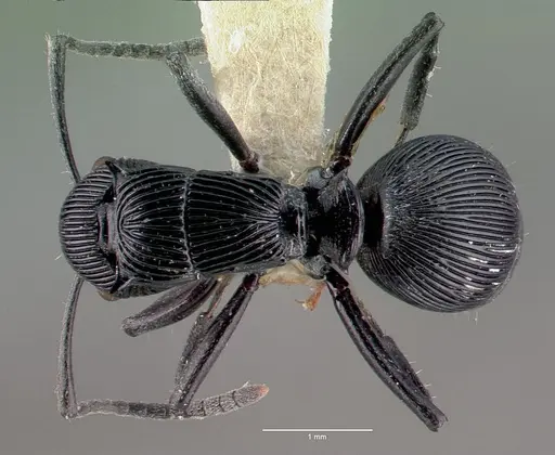 Polyrhachis porcata specimen