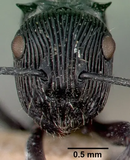 Polyrhachis porcata specimen