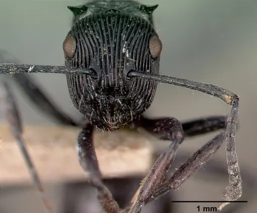Polyrhachis porcata specimen