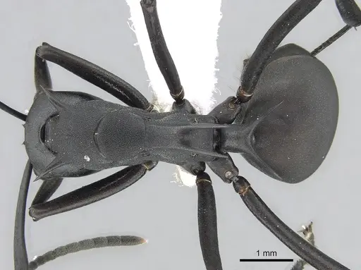 Polyrhachis pressa specimen