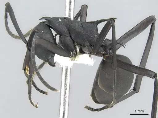 Polyrhachis pressa specimen