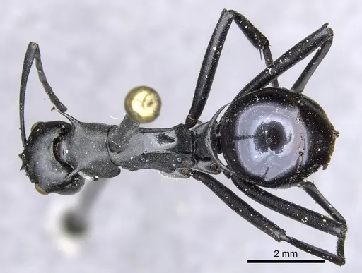 Polyrhachis pressa - CASENT0903371