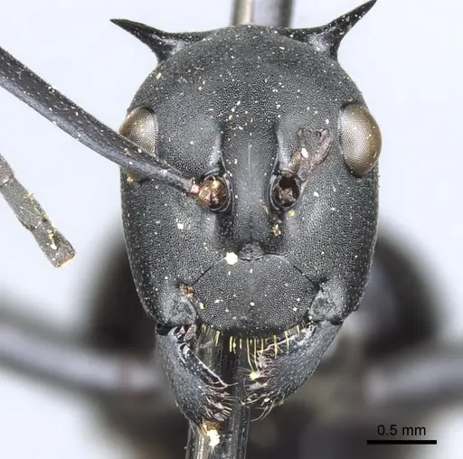 Polyrhachis pressa - CASENT0903371