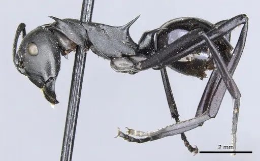 Polyrhachis pressa - CASENT0903371