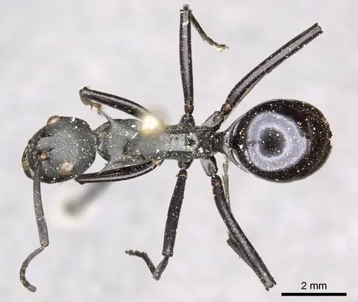 Polyrhachis pressa - CASENT0915825