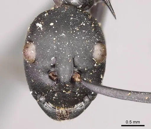 Polyrhachis pressa - CASENT0915825