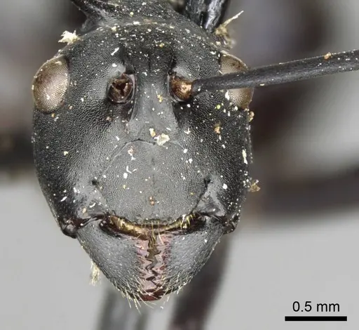 Polyrhachis pressa - CASENT0915825