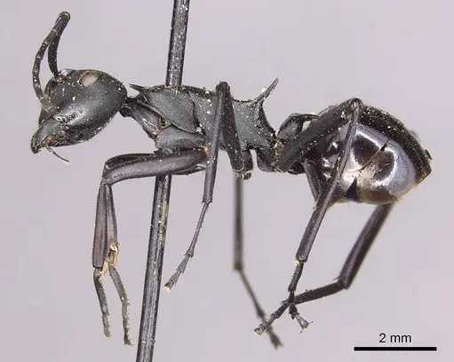 Polyrhachis pressa - CASENT0915825