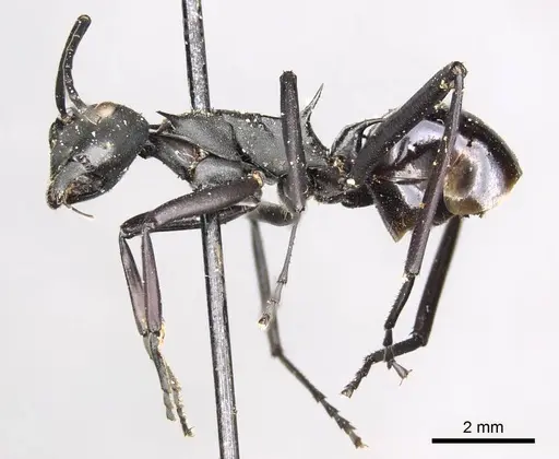 Polyrhachis pressa - CASENT0915825