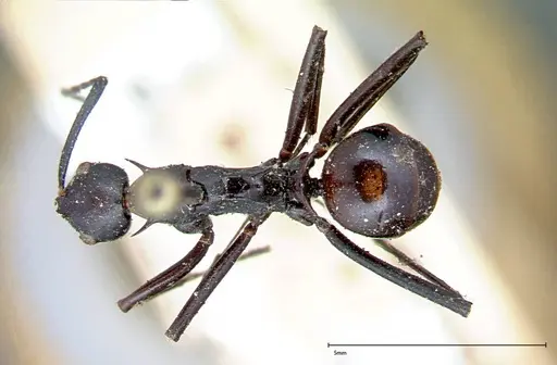Polyrhachis pressa - FOCOL0082