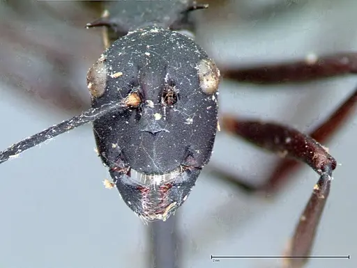 Polyrhachis pressa - FOCOL0082