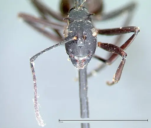 Polyrhachis pressa - FOCOL0082