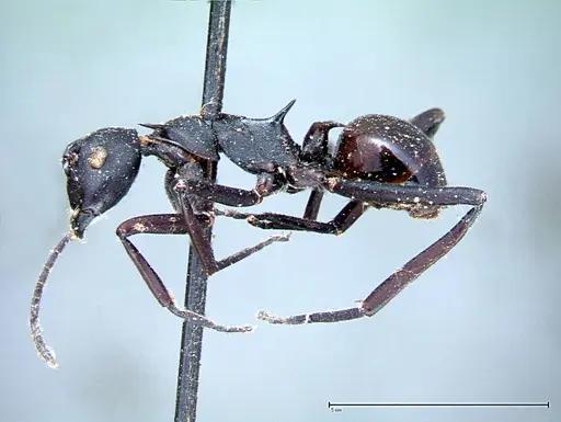 Polyrhachis pressa - FOCOL0082