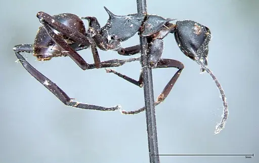 Polyrhachis pressa - FOCOL0082
