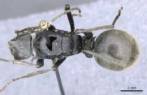 Polyrhachis procera specimen