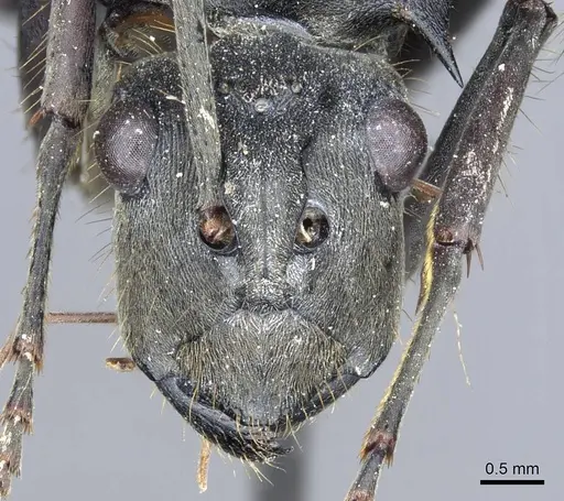 Polyrhachis procera specimen