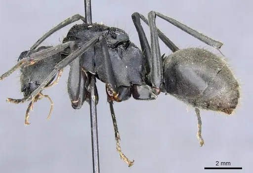 Polyrhachis procera specimen