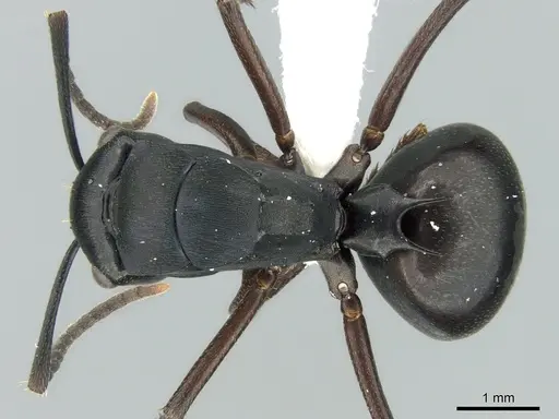 Polyrhachis prometheus specimen