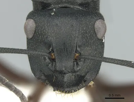 Polyrhachis prometheus specimen