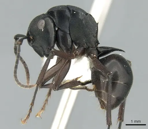 Polyrhachis prometheus specimen