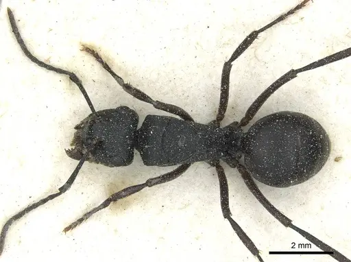 Polyrhachis prometheus - CASENT0912094