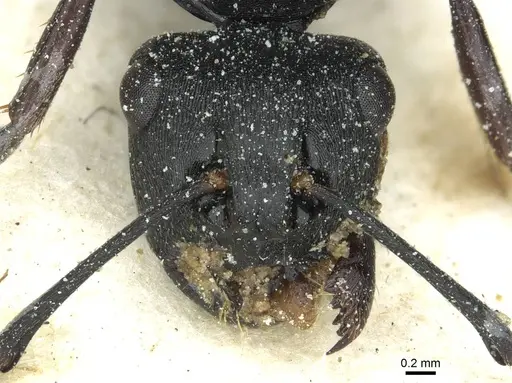 Polyrhachis prometheus - CASENT0912094