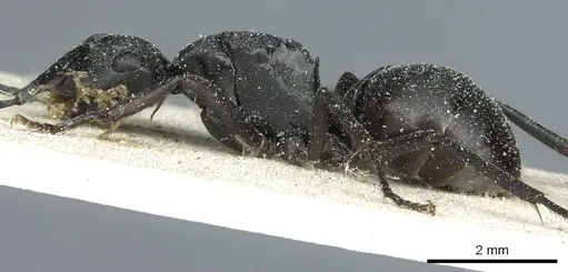 Polyrhachis prometheus - CASENT0912094