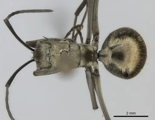 Polyrhachis proxima specimen
