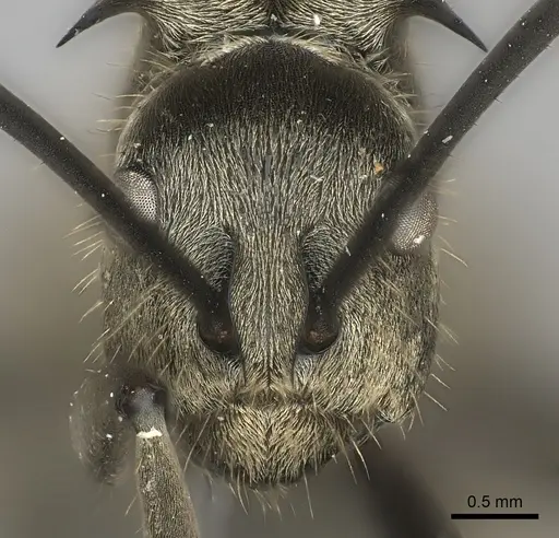 Polyrhachis proxima specimen