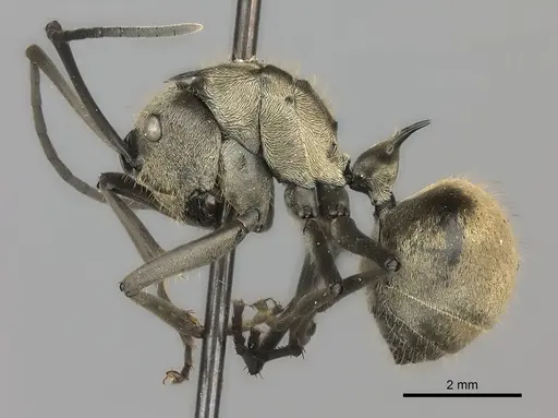 Polyrhachis proxima specimen