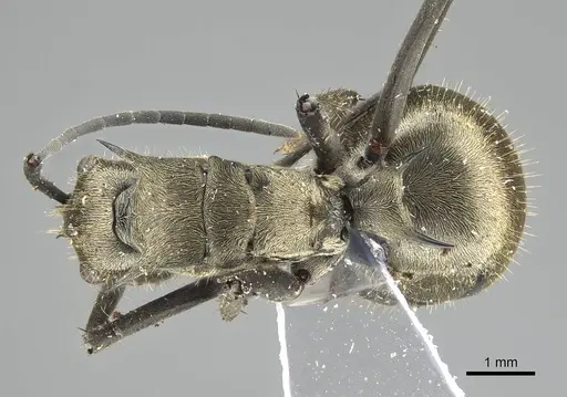 Polyrhachis proxima - CASENT0919885
