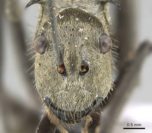 Polyrhachis proxima - CASENT0919885