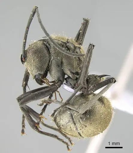 Polyrhachis proxima - CASENT0919885
