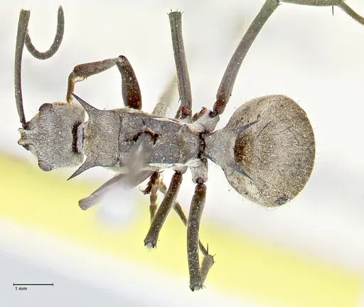 Polyrhachis proxima - FOCOL2624