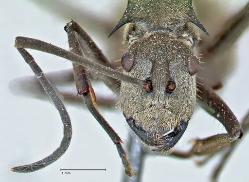 Polyrhachis proxima - FOCOL2624