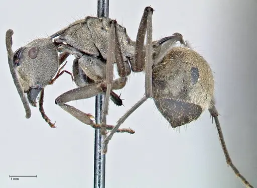 Polyrhachis proxima - FOCOL2624
