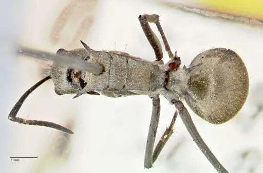 Polyrhachis proxima - FOCOL2625