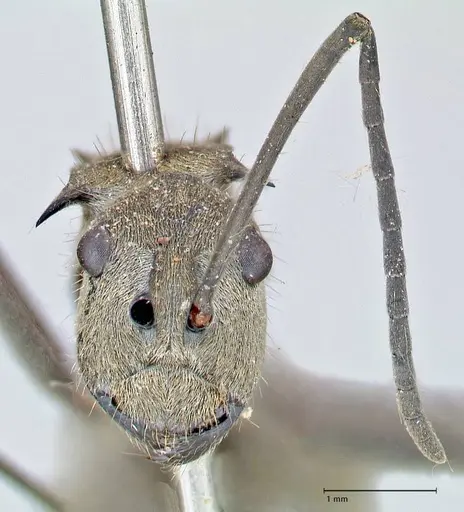 Polyrhachis proxima - FOCOL2625