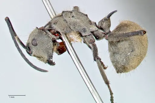 Polyrhachis proxima - FOCOL2625