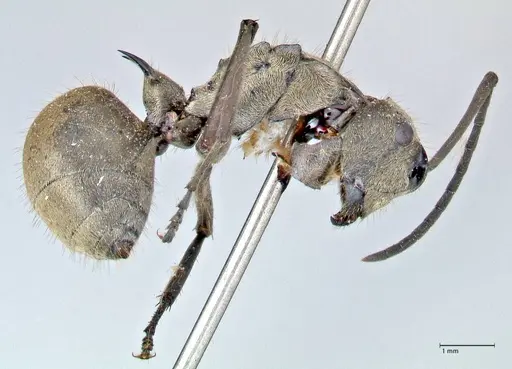 Polyrhachis proxima - FOCOL2625