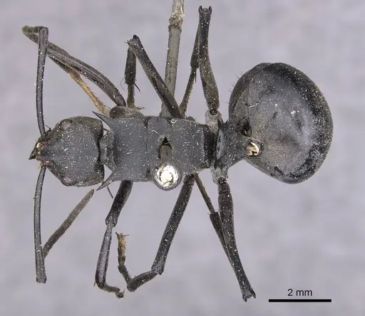 Polyrhachis pruinosa specimen