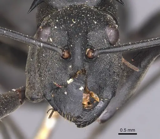 Polyrhachis pruinosa specimen